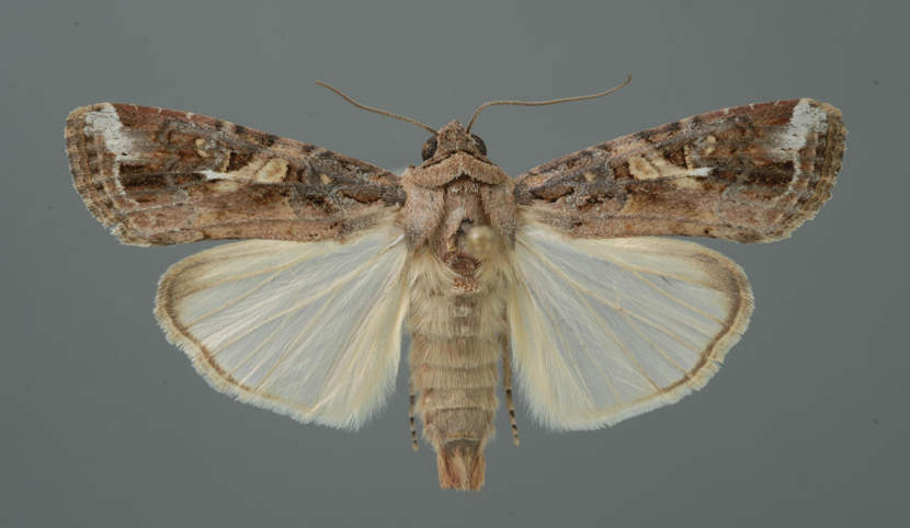 An adult fall armyworm moth. Lyle Buss/University of Florida/Bugwood.org