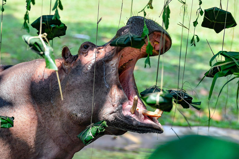 A hippopotamus opens its mouth to eat specially made zongzi, or sticky rice wraps, ahead of the Dragon Boat Festival holiday at Chimelong Safari Park in Guangzhou, Guangdong province, June 6, 2019. Chen Jimin/CNS/VCG