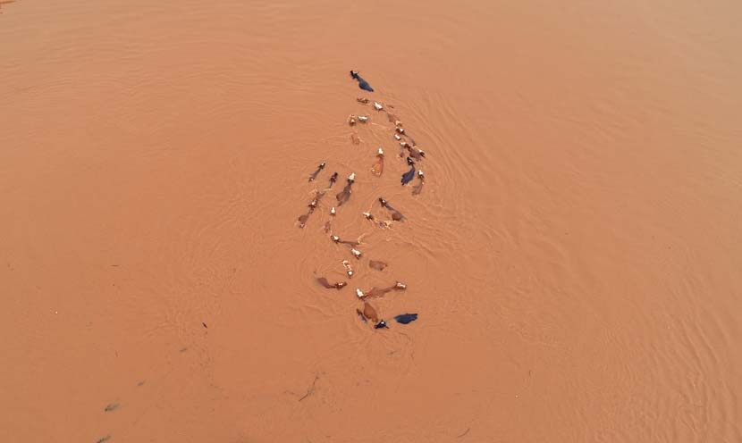 An aerial view of a herd of cows submerged in floodwater in Ji’an, Jiangxi province, June 12, 2019. Torrential rains have damaged 77,400 hectares of crops and destroyed 118 houses in Jiangxi province since last Thursday. Deng Heping/VCG