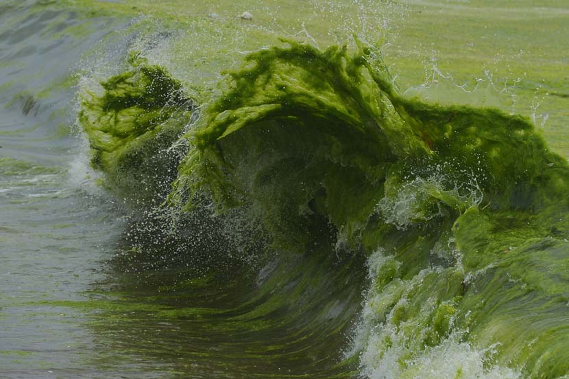 Algae washes ashore in Qingdao, Shandong province, June 25, 2019. CNS/VCG