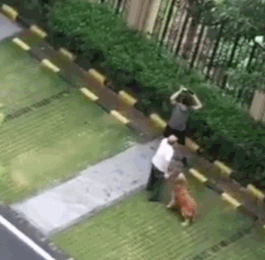 A GIF shows a man preparing to throw an object at a golden retriever. @南方都市报 on Weibo