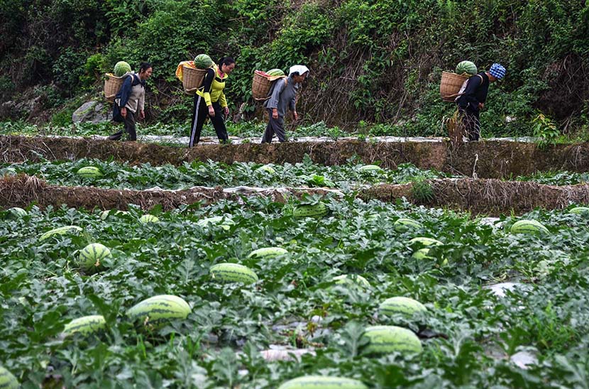 People carry watermelons in Daguan village, Guizhou province, May 30, 2019. Liu Chaofu/VCG