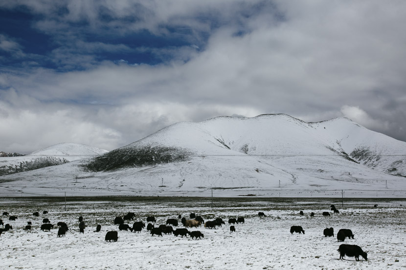 Snow covers a field in Yushu Tibetan Autonomous Prefecture, Qinghai province, July 15, 2019. Wu Huiyuan/Sixth Tone
