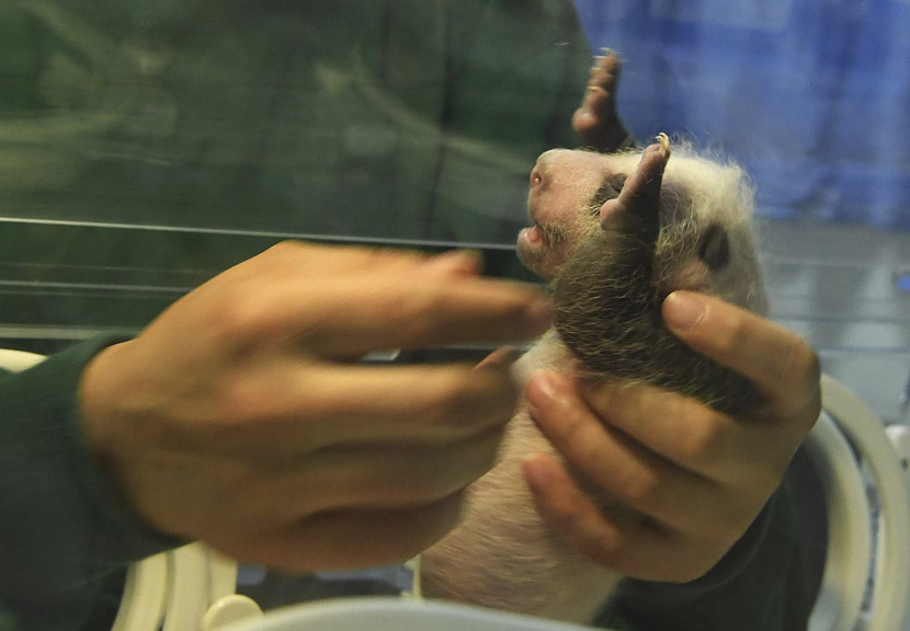 A zoo worker performs a medical checkup of a newborn giant panda cub inside an incubator at the Chongqing Zoo in Chongqing, July 16, 2019. Chen Chao/CNS/VCG