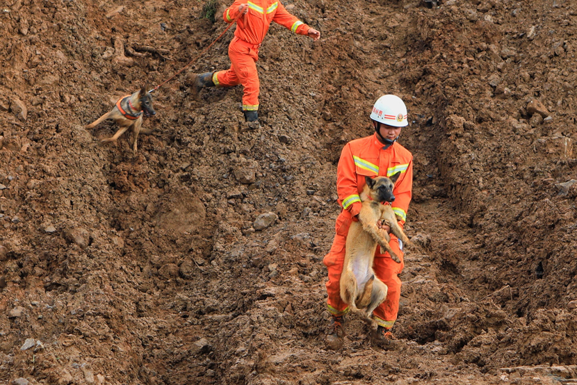 A rescuer evacuates a dog following a landslide that killed 15 people in Shuicheng County, Liupanshui, Guizhou province, July 25, 2019. IC