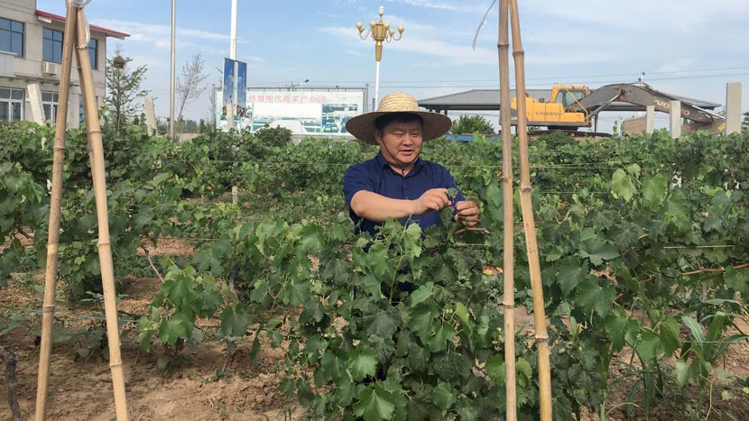 Xu Zhendong inspects a farm in Xuhuanglu Village, Shandong province, June 24, 2019. Courtesy of Liao Yue