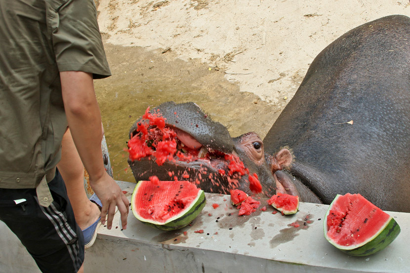 Zookeepers feed chilled watermelon to hippos on a hot day in Yantai, Shandong Province, July 29, 2019. Tang Ke/VCG