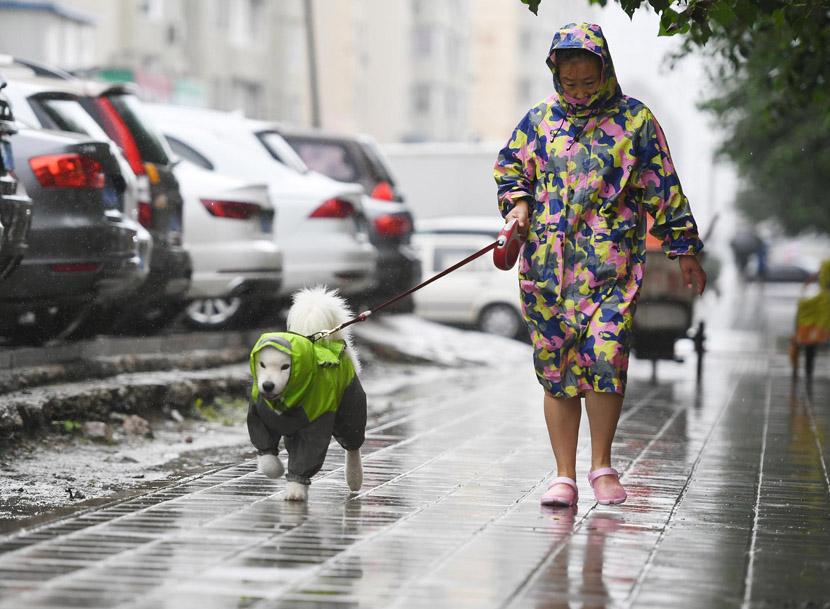 A woman and her dog, both wearing fashionable raincoats, go for a walk on a rainy day as Typhoon Lekima arrives in Changchun, Jilin province, Aug. 14, 2019. Zhang Yao/CNS/VCG