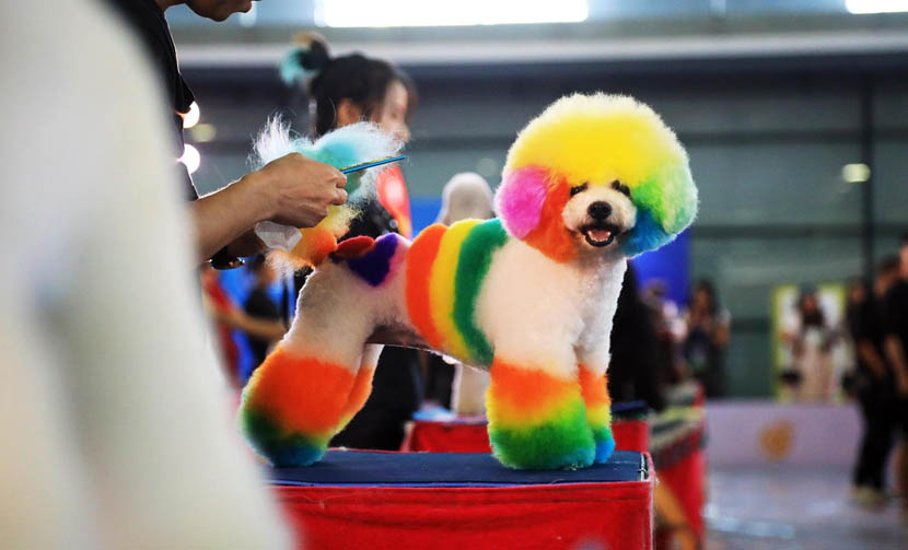 A professional pet beautician grooms a rainbow-dyed dog on the first day of Pet Fair Asia 2019 at the Shanghai New International Expo Center, Aug. 21, 2019. Tang Yanjun/China News Service/VCG