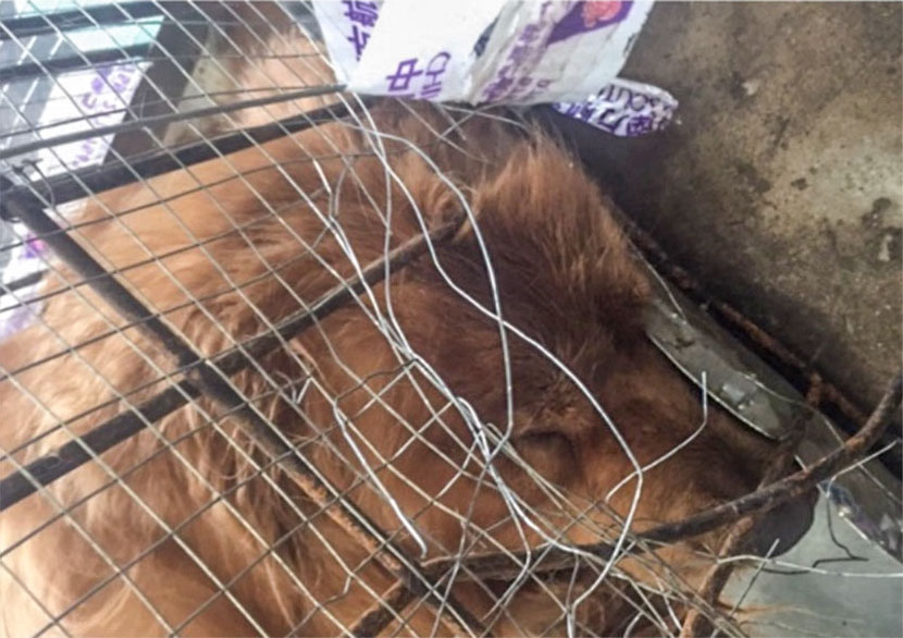 Pictured next to the bent and twisted wires of his cage, Doudou, a 3-year-old golden retriever, died on a China Eastern Airlines flight from Shenzhen to Wuhan, Hubei province, June 11, 2017. From Weibo user Moxi Baobao