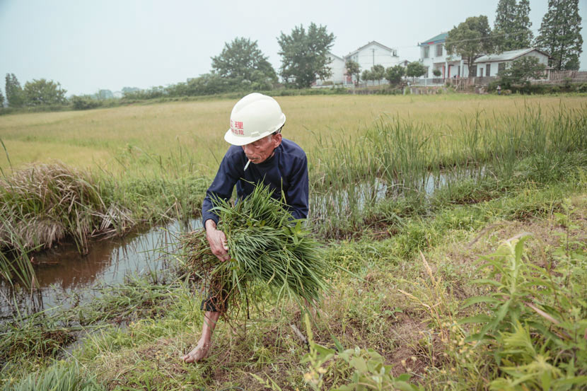 Rice farmer Su Jiantian weeds a field in Qiaokou Town, Hunan province, May 4, 2017. Li You/Sixth Tone