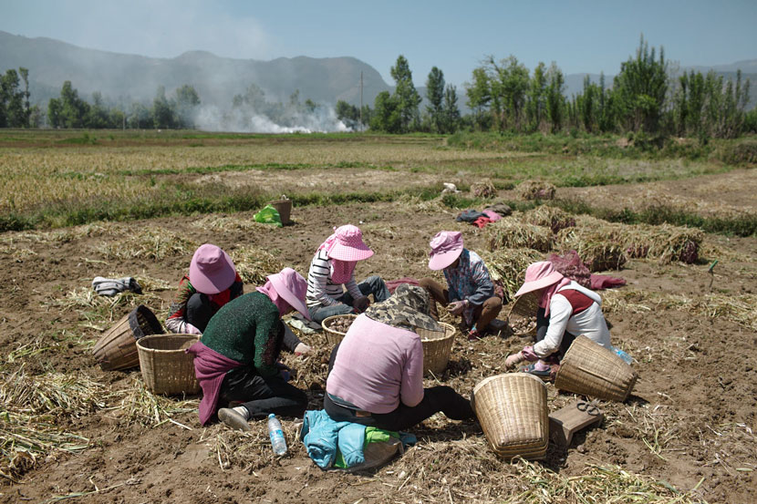 Farm workers dig up garlic bulbs in Eryuan County, Yunnan province, May 4, 2017. Zhou Pinglang/Sixth Tone