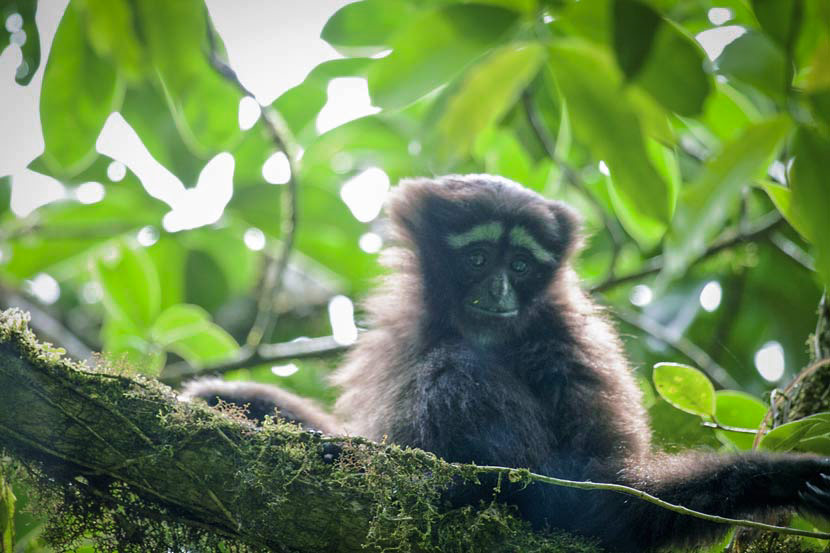 A baby Skywalker hoolock gibbon sits on a branch in the Gaoligong Mountains, Yunnan province, May 26, 2011. VCG