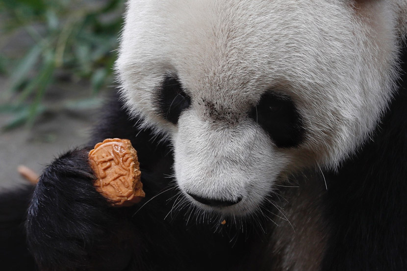 A panda eats a mooncake at the Beijing Zoo, Sept. 13, 2019. Hou Shaoqing/Beijing News/IC