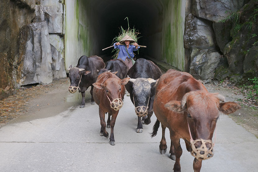 A cowherd drives cattle inside Qianjiangyuan National Park in Zhejiang province, July 2019. Zhou Pinglang for Sixth Tone
