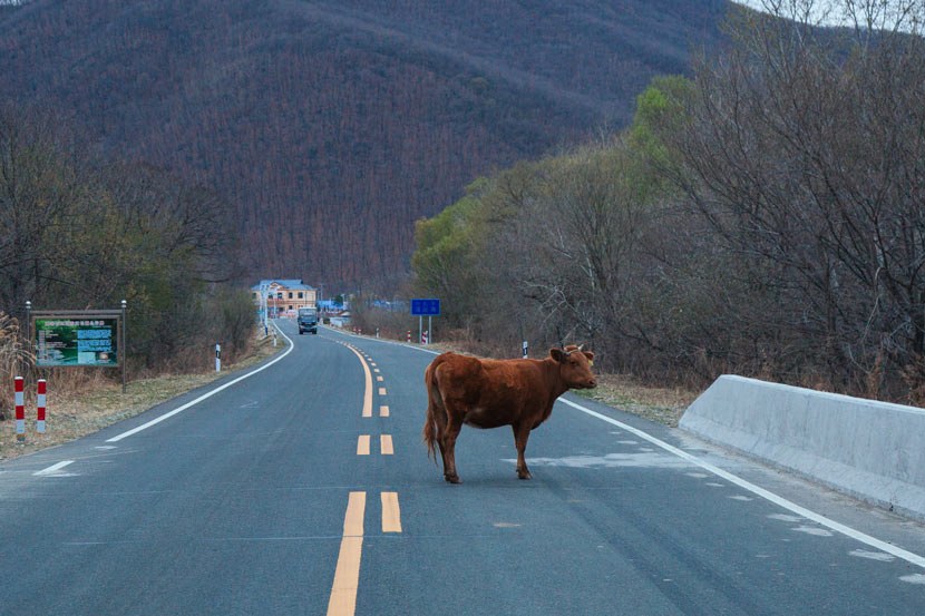 A cow crosses a road in Hunchun, Jilin province, April 25, 2019. Wu Huiyuan/Sixth Tone