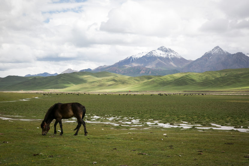 A horse eats grass on the grasslands in Qilian County, Qinghai province, July 2019. Shi Yangkun/Sixth Tone