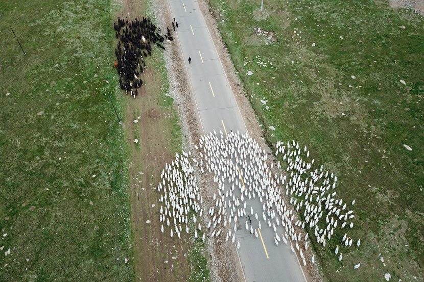 An aerial view of cattle and sheep being herded near Bianma Village, Qinghai province, July 7, 2019. Shi Yangkun/Sixth Tone