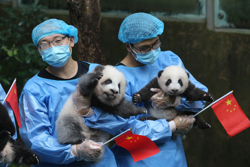 Breeders at the Chengdu Research Base of Giant Panda Breeding hold giant panda cubs born in 2019 to celebrate the 70th anniversary of the founding of the People’s Republic, Sept. 24, 2019. Liu Haiyun/Chengdu Economic Daily/VCG