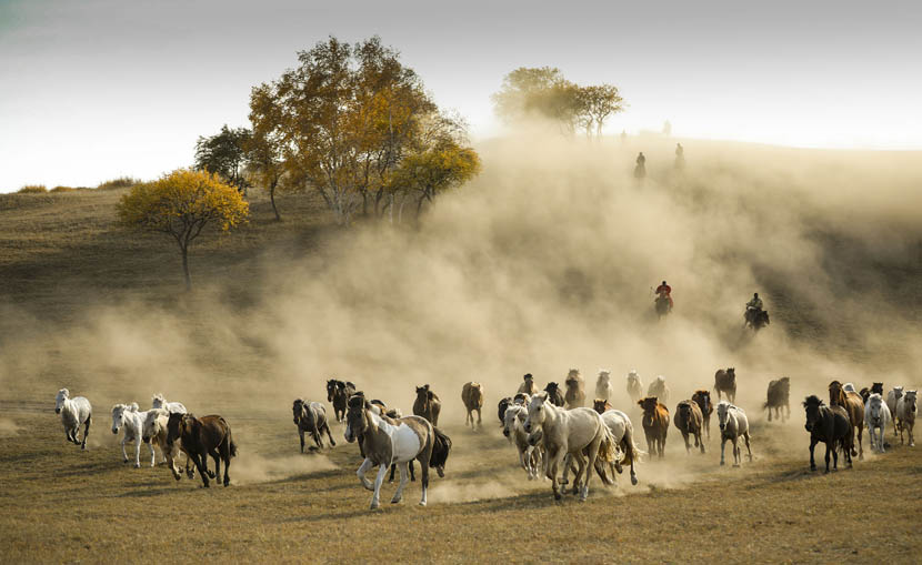 Tourists travel on horseback to experience the autumn scenery of a meadow in Chifeng, Inner Mongolia Autonomous Region, Sept. 25, 2019. Cai Jingwei/VCG