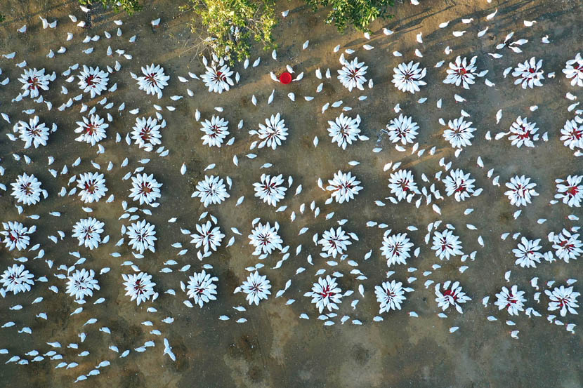 An aerial view of geese feeding in Sihong County in Suqian, Jiangsu province, Oct. 8, 2019. Xu Changliang/VCG