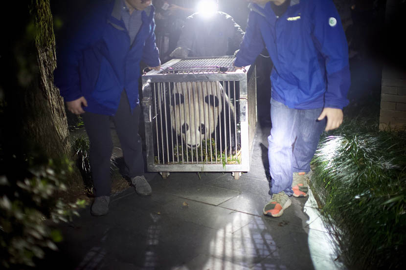 Staff members transfer a giant panda out of a zoo in Hangzhou, Zhejiang province, Oct. 10, 2019. The Hangzhou Zoo’s two pandas have been temporarily relocated to southwestern China’s Sichuan province while the zoo’s panda habitat is renovated. Jiang Yue/VCG