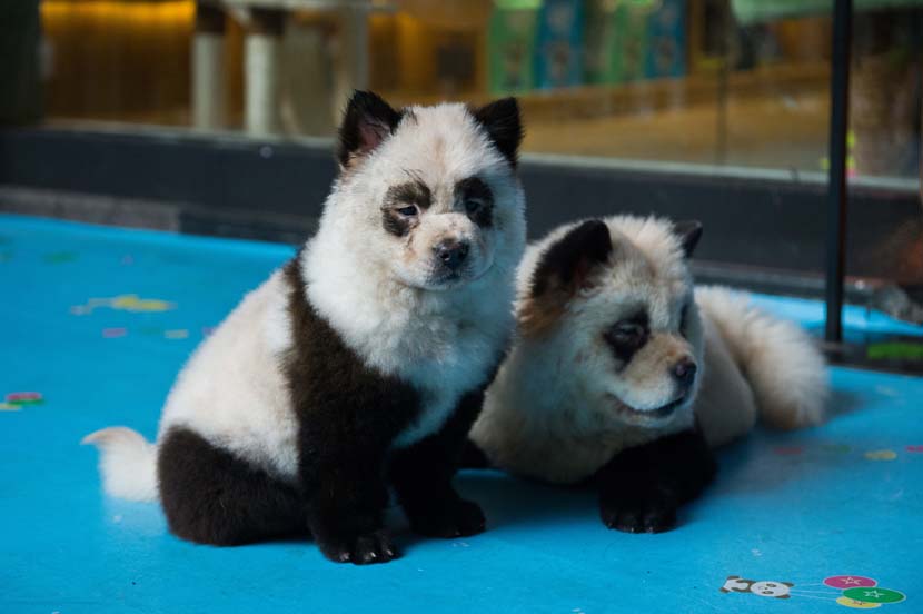 Dogs dyed to look like panda cubs pose for photos at a pet cafe in Chengdu, Sichuan province, Oct. 23, 2019. IC