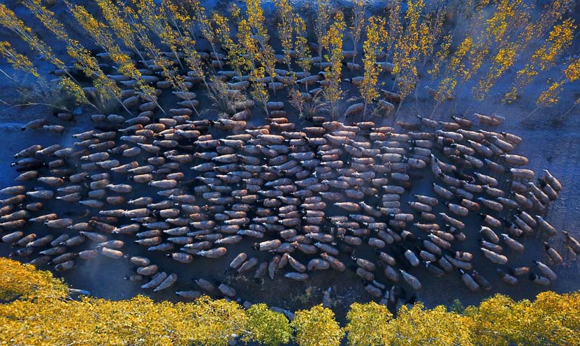 Herders drive sheep to pasture in Bayingolin Mongolian Autonomous Prefecture, Xinjiang Uygur Autonomous Region, Oct. 22, 2019. IC