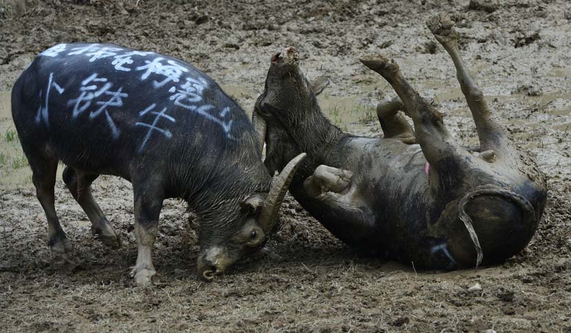 Two bulls battle it out during a Lusheng Festival celebration in Huangping County, Guizhou province, Oct. 23, 2019. Qiao Qiming/VCG
