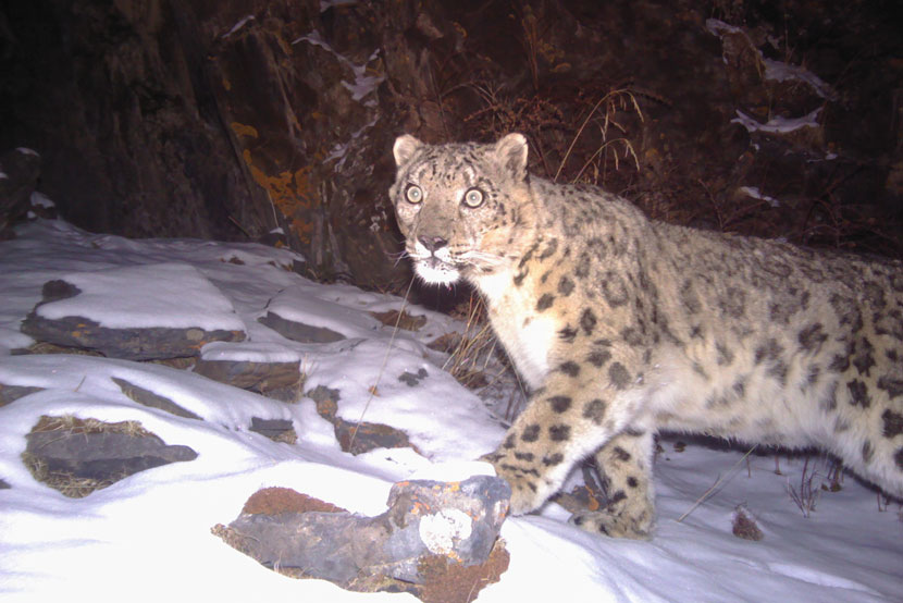 A snow leopard photographed in Sanjiangyuan national park, 2014. Courtesy of Shanshui Conservation Center