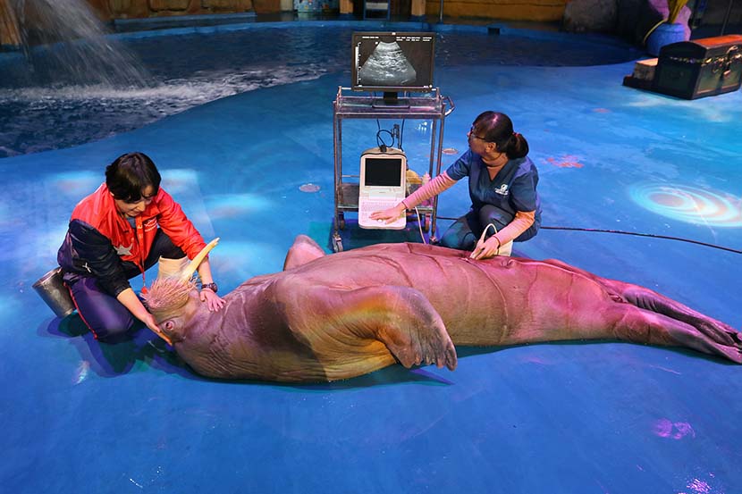 Staff members at Haichang Whale Shark Ocean Park give a walrus a health check in Yantai, Shandong province, Nov. 5, 2019. Tang Ke/VCG
