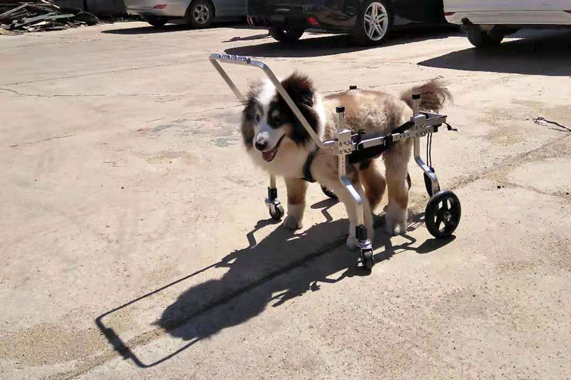A dog walks outside with a wheelchair that Gao Xiaodong made in Beijing, Sept. 16, 2019. Courtesy of Gao Xiaodong