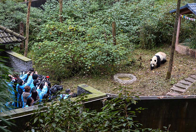 Male giant panda Bei Bei makes his first appearance after arriving at the Bifengxia Panda Base in the China Conservation and Research Center for the Giant Pandas in Ya’an, Sichuan province, Nov. 21, 2019. Bei Bei, who was born in the United States in 2015, arrived at the Bifengxia Panda Base on Nov. 20 and will meet the public after one month of isolation and observation. Wang Xiao/Red Star News/VCG