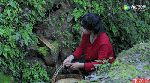 A GIF shows Li Ziqi rinsing beans in water from a natural spring. From 腾讯视频