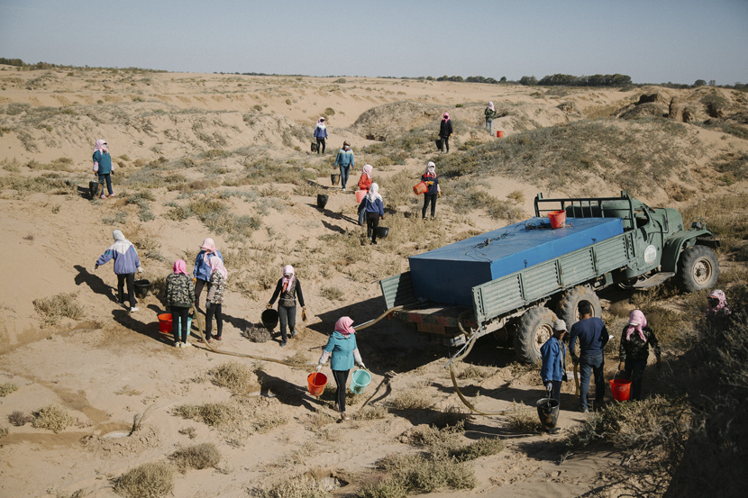 Residents from villages near the Tengger Desert work in Minqin County, Gansu province, Oct.14, 2019. They are paid to plant saxaul in the desert. Wu Huiyuan/Sixth Tone