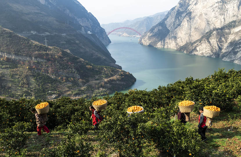Farmhands carry oranges in large baskets on their backs in Zigui County, Hubei province, Dec. 19, 2019. Zheng Jiayu/Xinhua