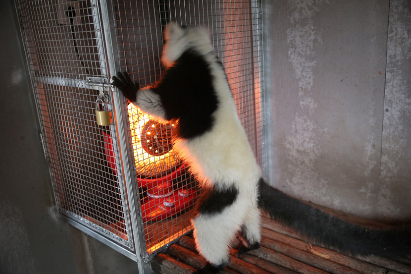 A black-and-white ruffed lemur clings to a cage containing a heater at the Nantong Forest Safari Park in Nantong, Jiangsu province, Nov. 25, 2019. Xu Congjun/VCG