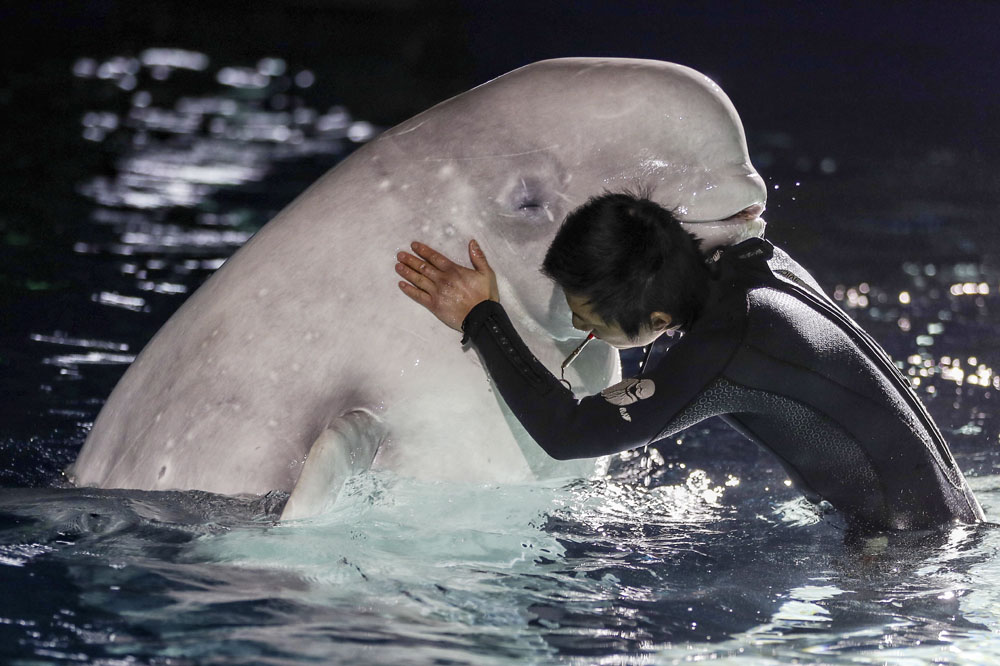 A zookeeper hugs a beluga whale during a performance at the Changfeng Ocean World in Shanghai, Feb. 26, 2019. Changfeng’s two female beluga whales will go back to their natural habitats near Iceland. Zhu Weihui for Sixth Tone