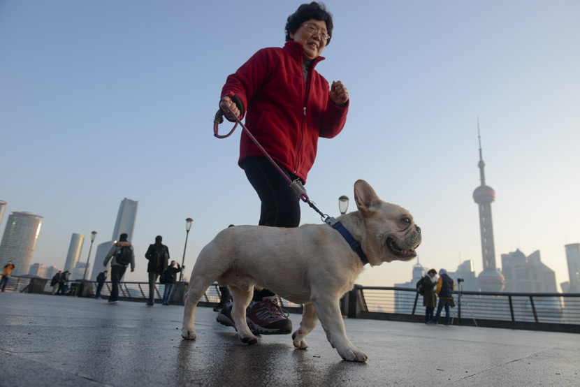 A woman walks her pet dog along the Bund in Shanghai, Jan. 1, 2017. Tuchong