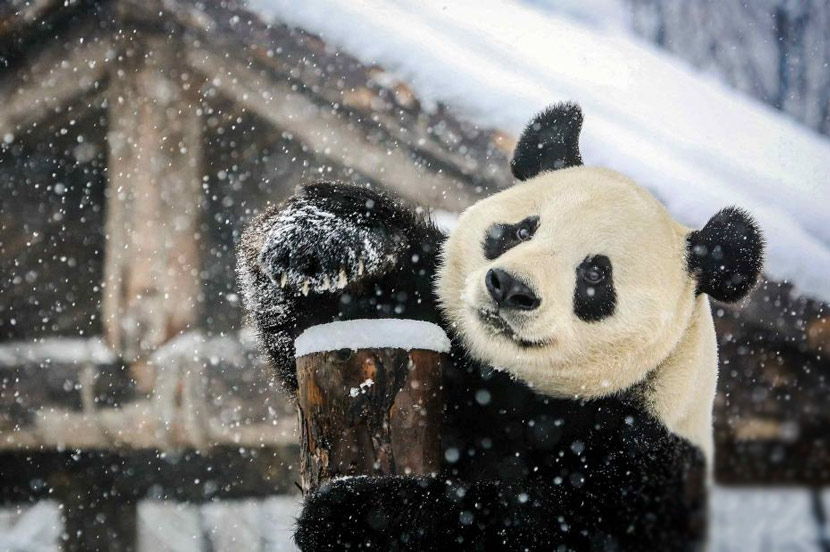 A giant panda enjoys a snow day in Jinan, Shandong province, Jan. 7, 2020. Gong Yuewen/CNS