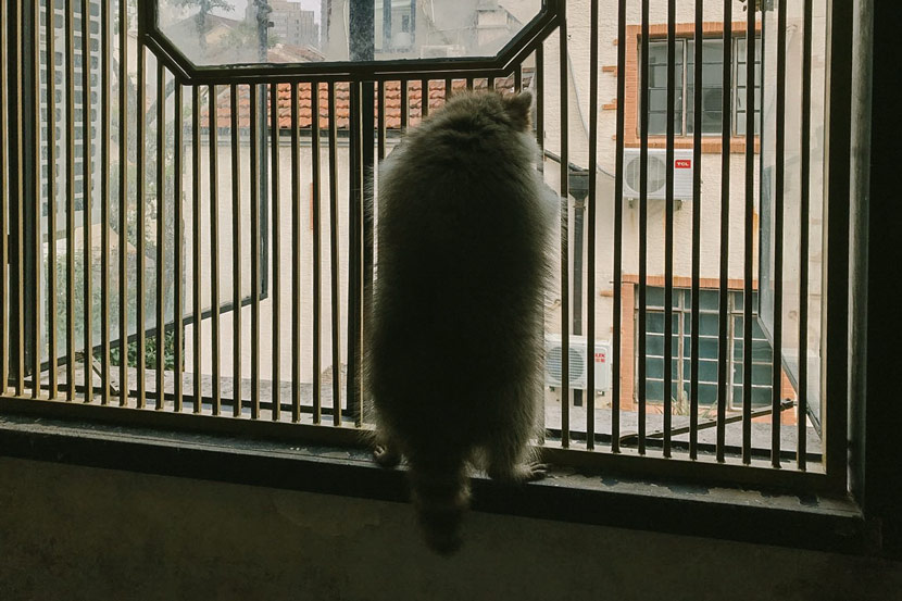 A raccoon stands by the window at Raccoon Café in Shanghai, Jan. 8, 2020. Cai Xuejiao/Sixth Tone