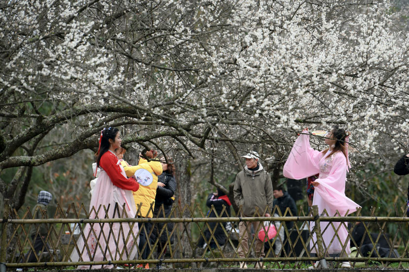 People enjoy plum blossoms in Libo County, Guizhou province, Jan. 14, 2020. Yang Wenbin/Xinhua
