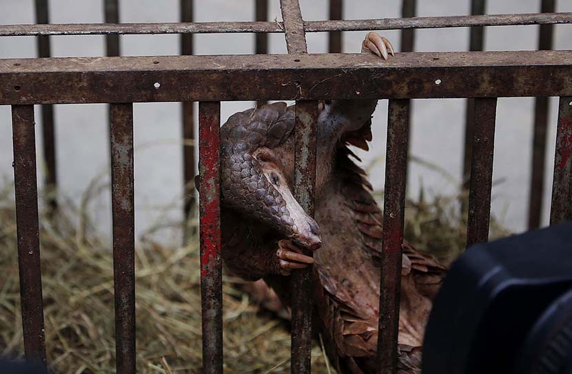 A smuggled pangolin confiscated by police peeks its head through the bars of its cage in Kunming, Yunnan province, Jan. 22, 2014. Lang Xiaowei/VCG