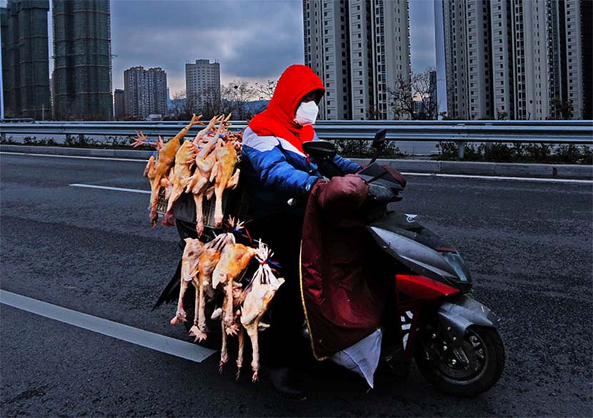 A delivery driver transports poultry on a motorcycle in Yichang, Hubei province, Feb. 17, 2020. Li Feng/CNS
