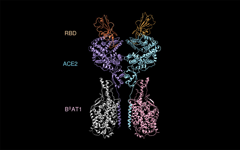 A 3D reconstruction of an RBD-ACE2 complex shows how the new coronavirus binds to human ACE2 enzymes before invading cells. Courtesy of Westlake University