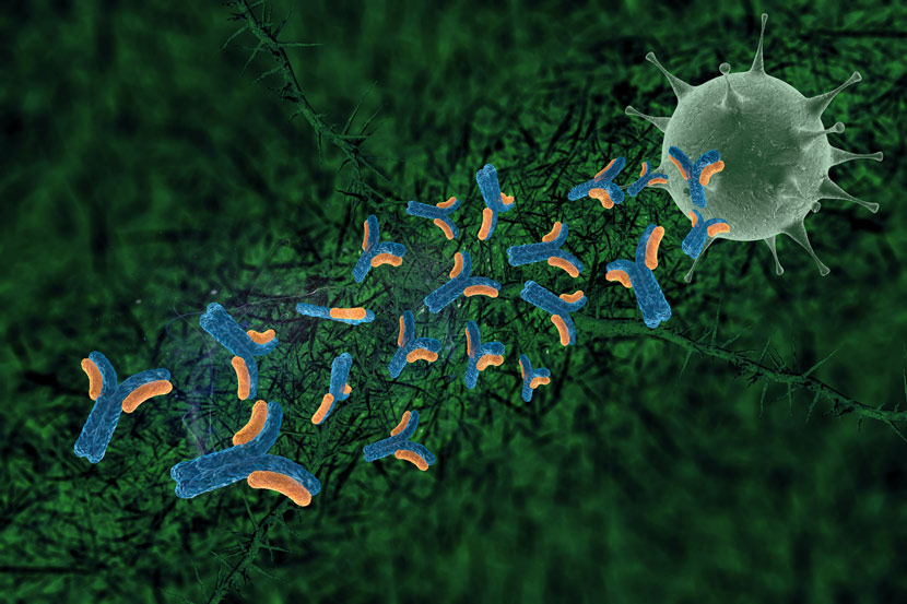 A graphic visualizes antibodies neutralizing a virus. Remco van der Meer/IC