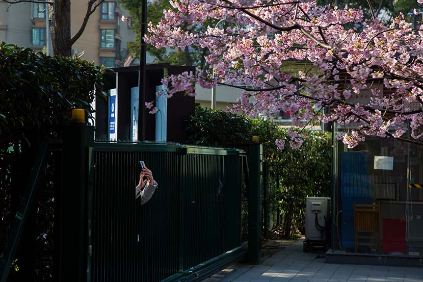 A woman photographs cherry blossoms through a fence in Shanghai, March 5, 2020. Shi Yangkun/Sixth Tone