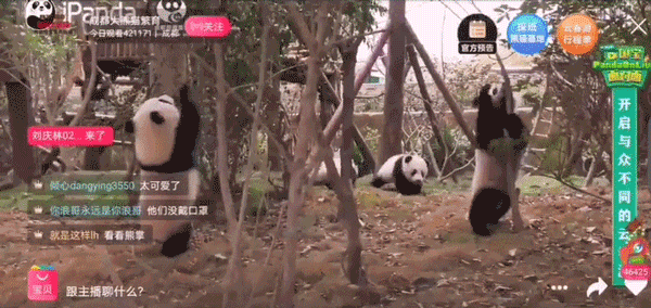 A GIF of pandas playing in an enclosure at a zoo. From @万能的淘宝 on Weibo