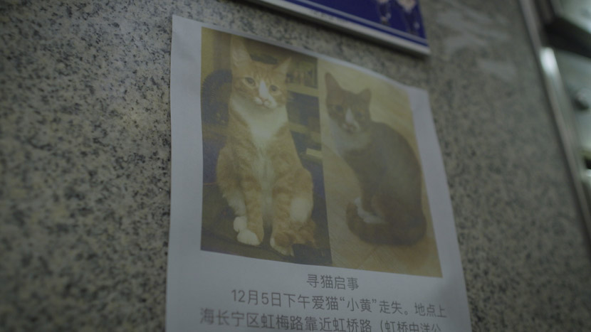 A notice for a missing cat in Shanghai, December 2019. Daniel Holmes/Sixth Tone