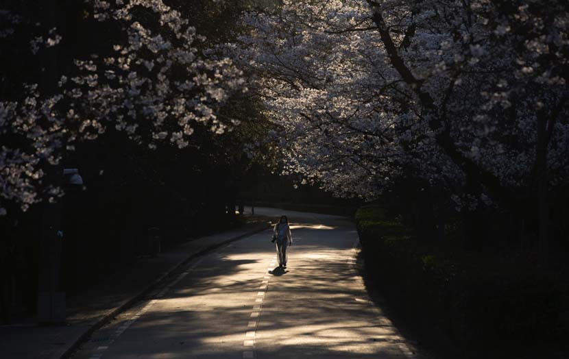 A woman with a camera observes cherry blossoms at Wuhan University, Hubei province, March 18, 2020. Zhang Zhitao for Sixth Tone